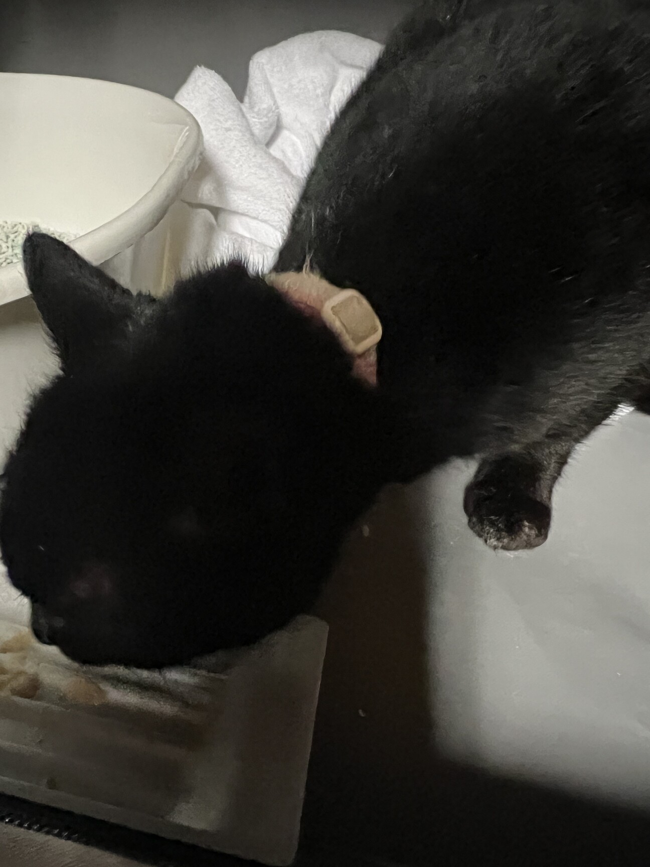 猫（黒猫）♀ メスの記事詳細（管理番号: 3276） | 特定非営利活動法人