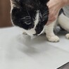  サムネイル2