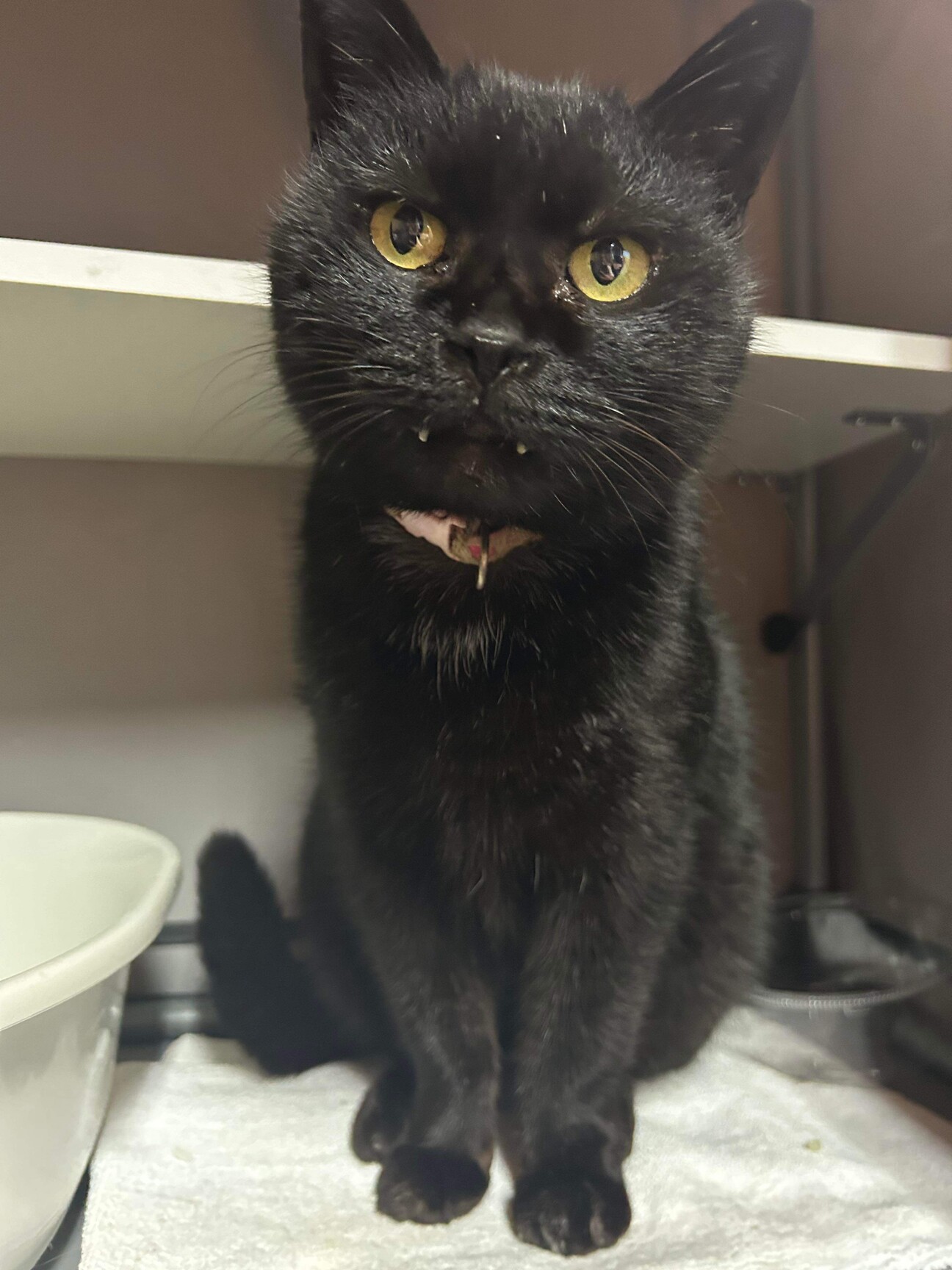 猫（黒猫）♀ メスの記事詳細（管理番号: 3276） | 特定非営利