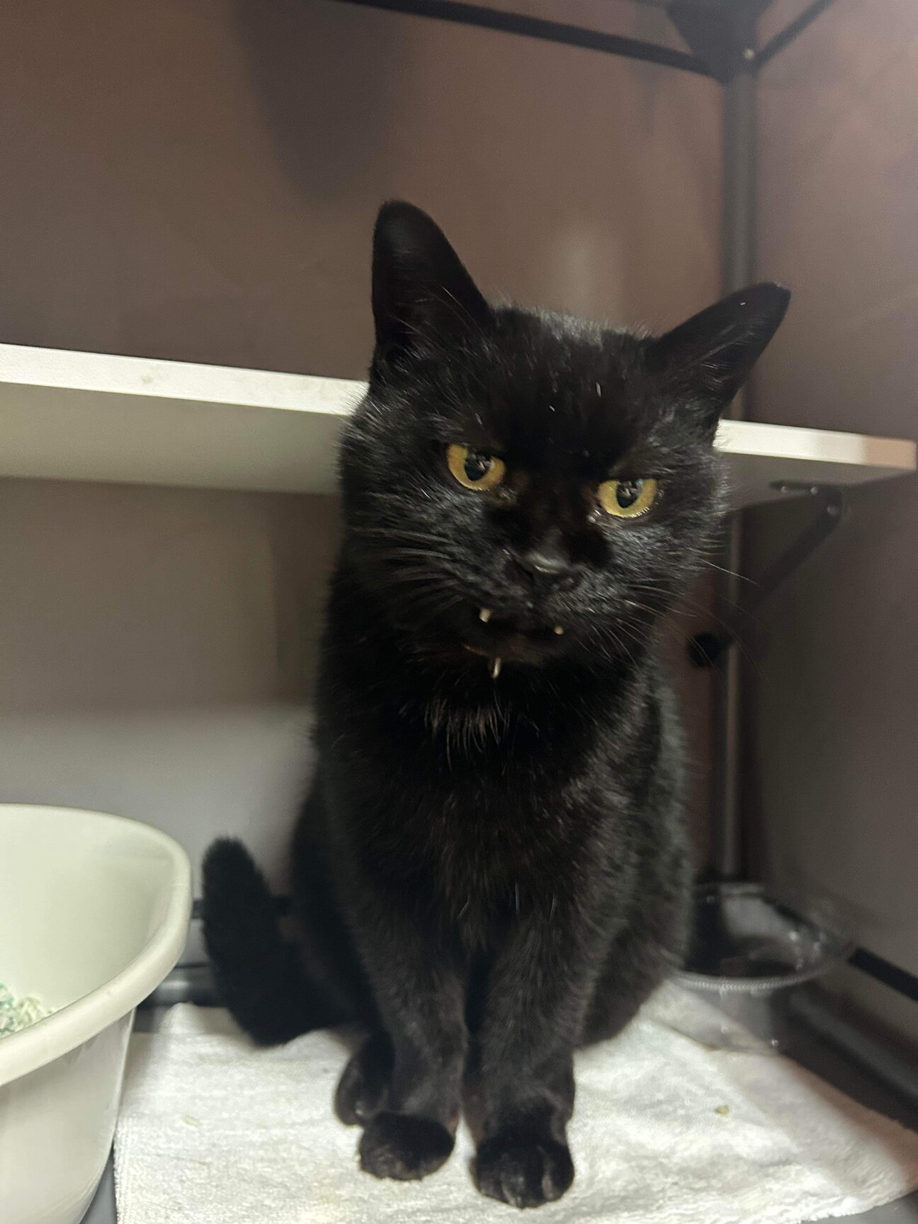 猫（黒猫）♀ メスの記事詳細（管理番号: 3276） | 特定非営利