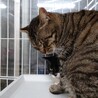  サムネイル2