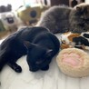  サムネイル3