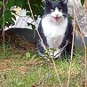  サムネイル2