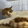  サムネイル4