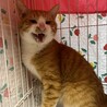  サムネイル3