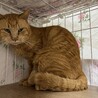  サムネイル3