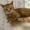  サムネイル4