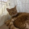  サムネイル4