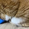  サムネイル5