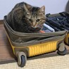  サムネイル3