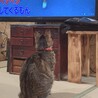  サムネイル4