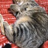  サムネイル5