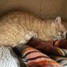  サムネイル4