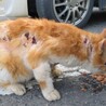  サムネイル7