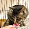  サムネイル3