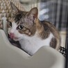  サムネイル2