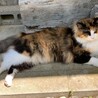  サムネイル4
