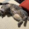  サムネイル4