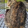  サムネイル4
