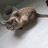  サムネイル4