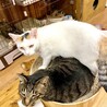  サムネイル2