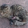  サムネイル2