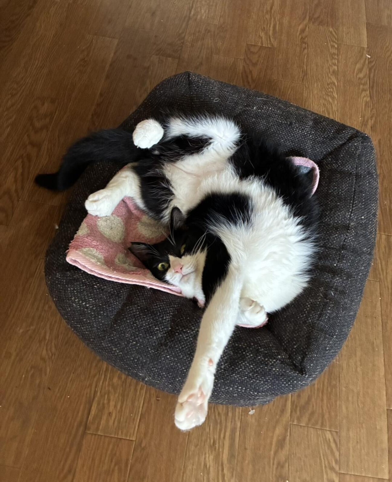 猫（白黒ハチワレ）♂ オスの記事詳細（管理番号: 3847） | 特定非営利