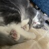  サムネイル4