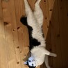  サムネイル4