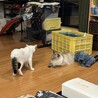  サムネイル3