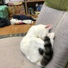  サムネイル4