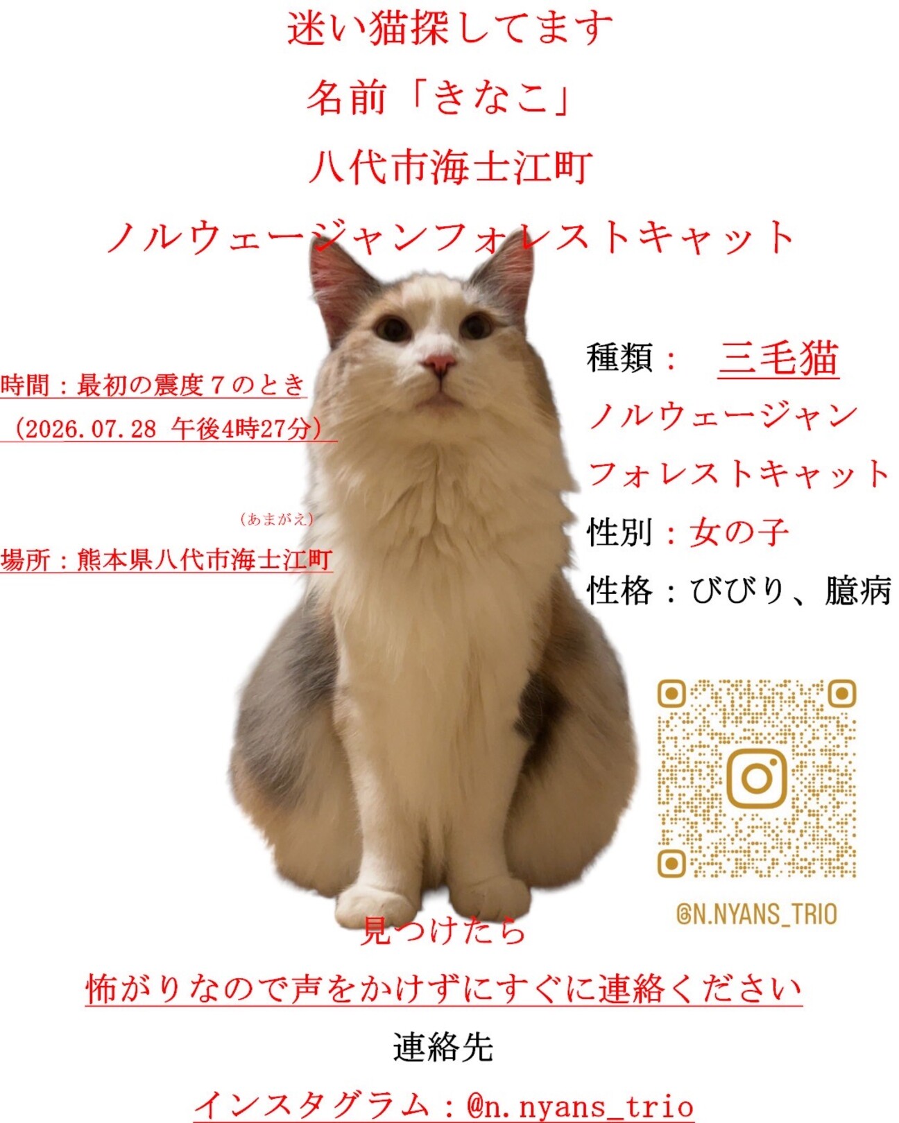 猫（ノルウェージャンフォレストキャット）♀ メスの記事詳細（管理