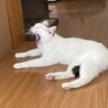  サムネイル3
