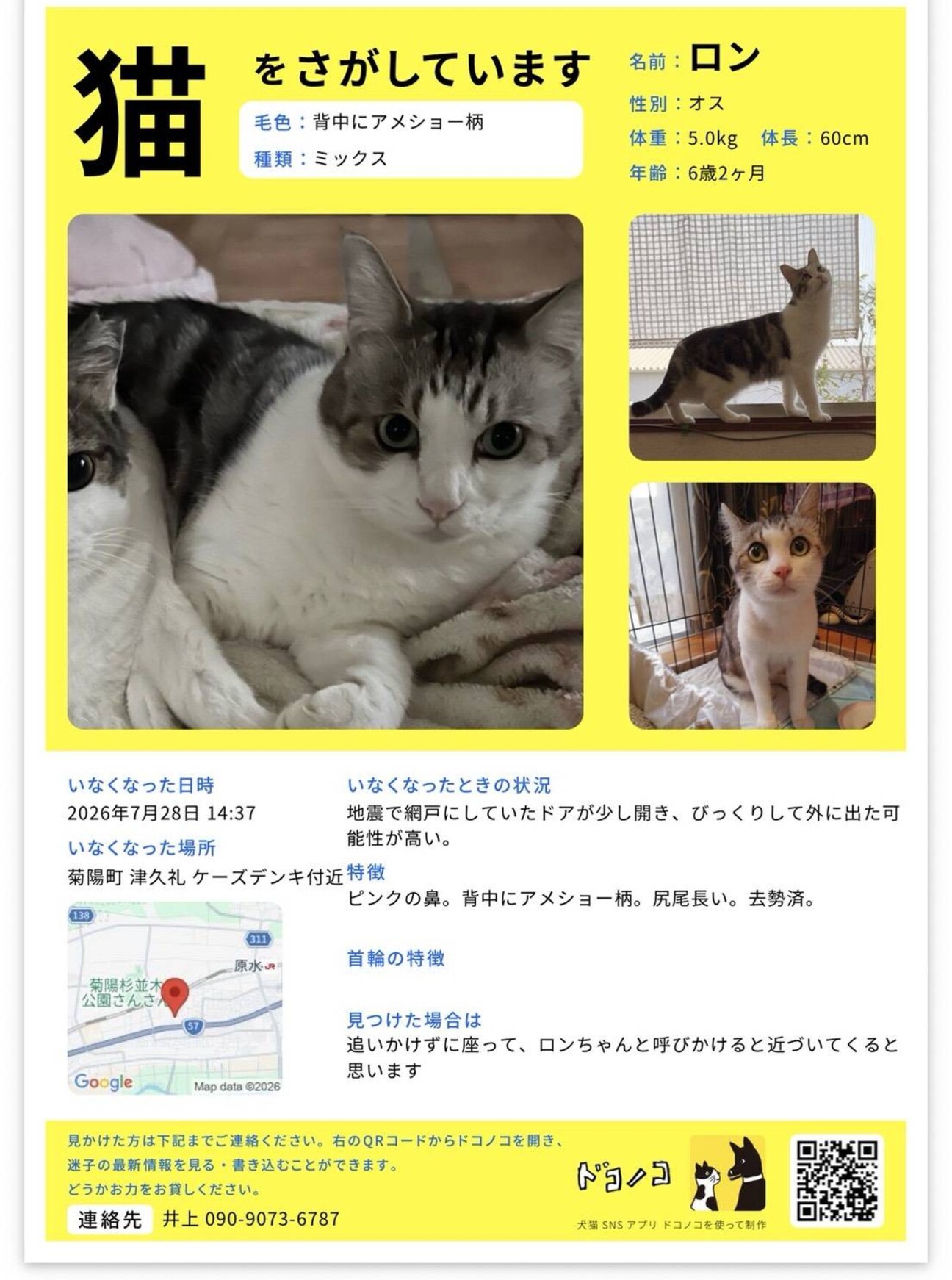 猫（サバ白）♂ オスの記事詳細（管理番号: 3858） | 特定非営利活動