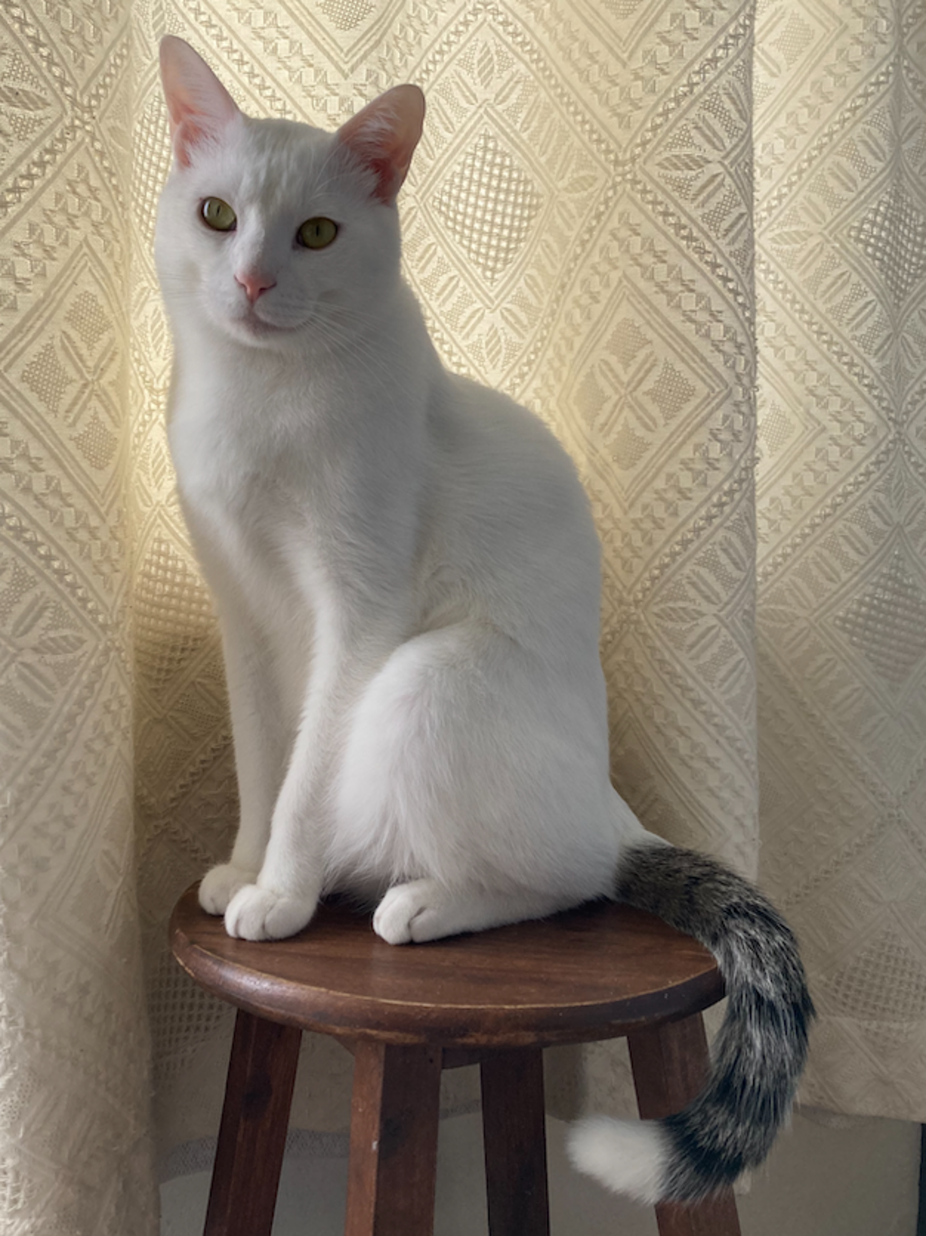 白猫 猫（白猫）♂ オスの記事詳細（管理番号: 3864） | 特定非営利活動法人