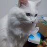  サムネイル4