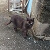  サムネイル4