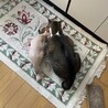  サムネイル5