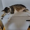  サムネイル2