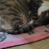  サムネイル4