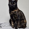  サムネイル2