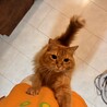  サムネイル3