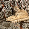  サムネイル4