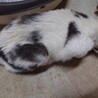  サムネイル2
