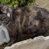  サムネイル2