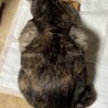  サムネイル3