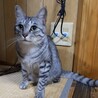  サムネイル4