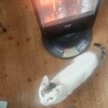 サムネイル4