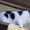  サムネイル4