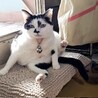  サムネイル6